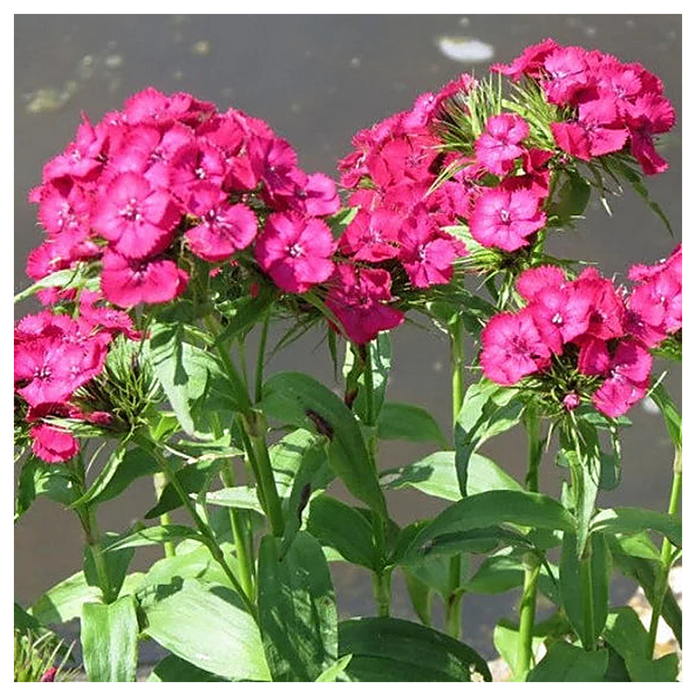 Heirloom Non-GMO Pink Dianthus Cardinal Flower Seeds for Garden Planting – Vibrant Fringed Blooms | Neera Seeds product photo [neera-v4-9b7741075b316244b41d]
