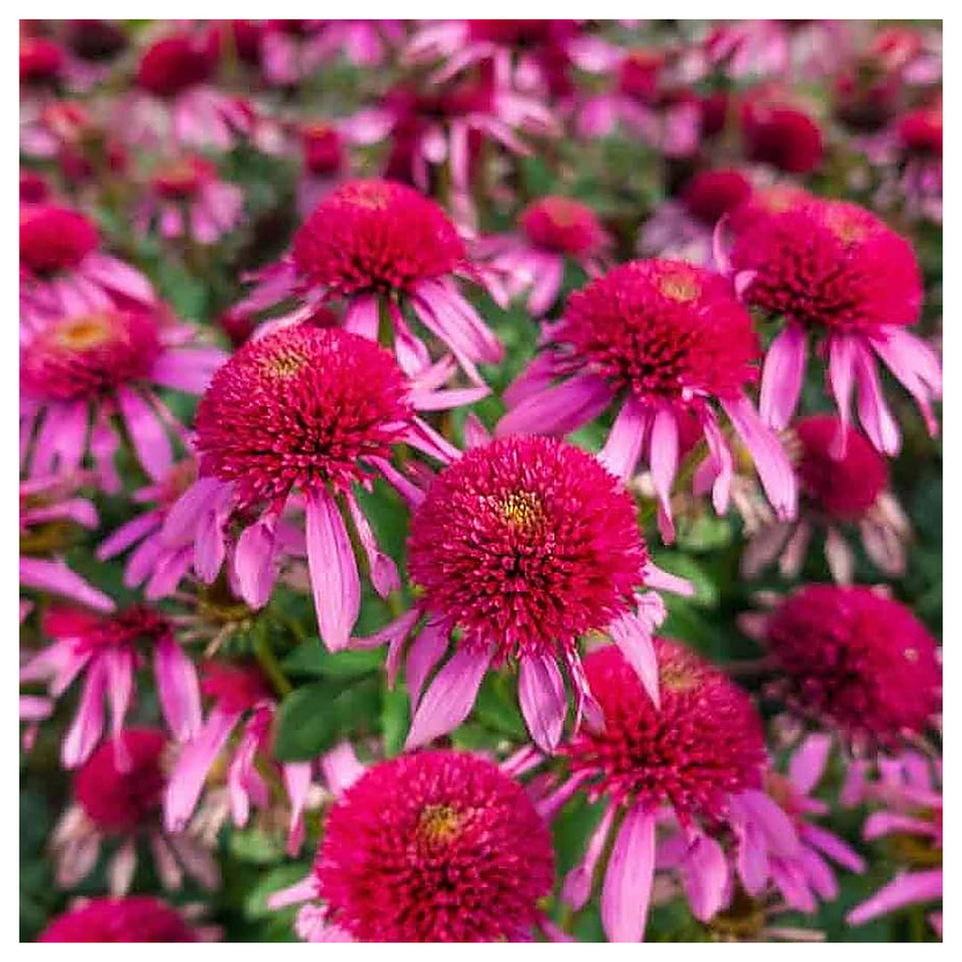Gum Drop Coneflower For Planting Echinacea Purpurea For Flower Beds And Home Gardens Flower Seeds | Neera Seeds product photo [neera-v4-9b7b12a95c5f47a2f1fd]