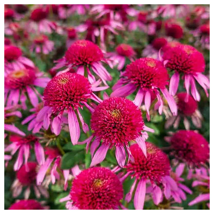Gum Drop Coneflower For Planting Echinacea Purpurea For Flower Beds And Home Gardens Flower Seeds | Neera Seeds product photo [neera-v4-9b7b12a95c5f47a2f1fd]