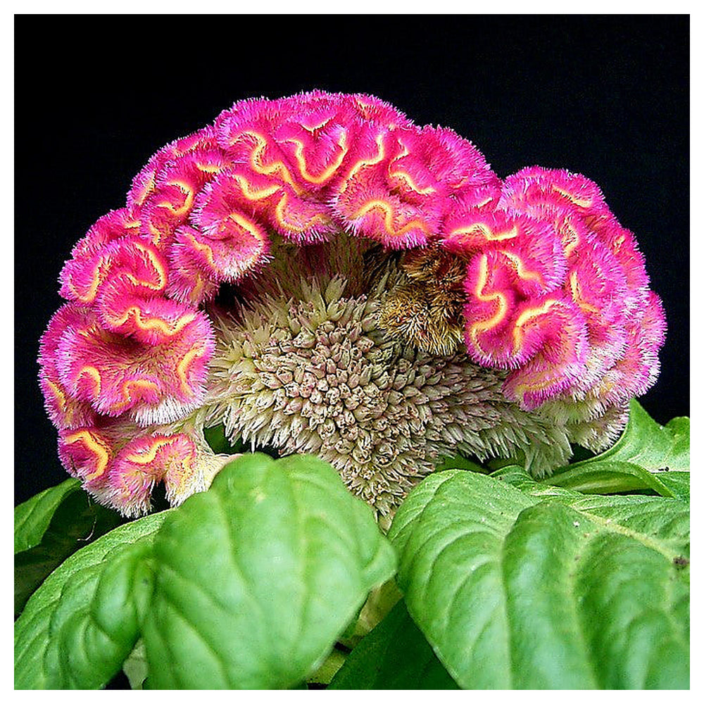 Cristata Flower Seeds – Heirloom Non-GMO Celosia Blooms for Colorful Garden Planting | Neera Seeds product photo [neera-v4-9b8368388a0d56ac89ae]