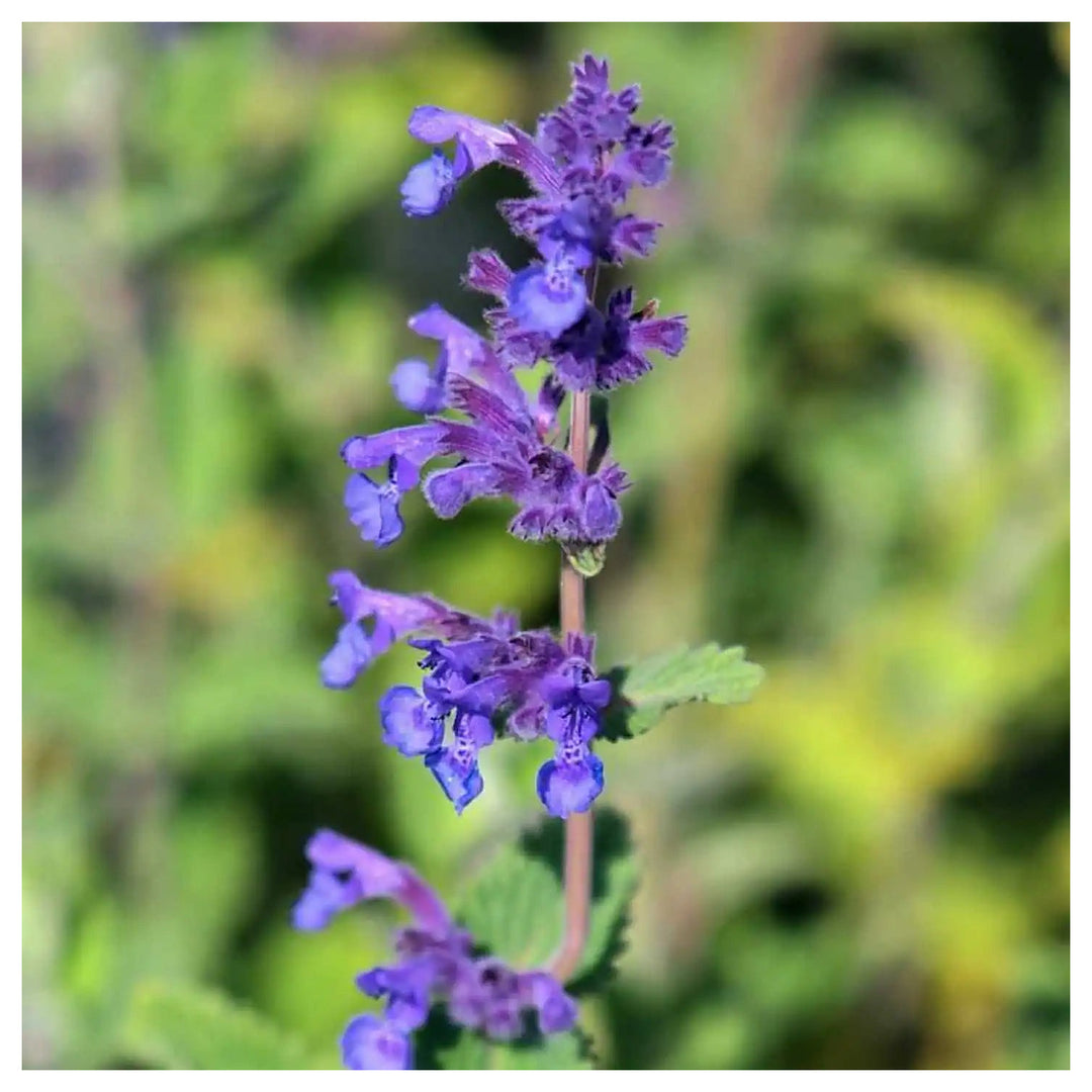 Nepeta Racemosa Flower Seeds for Planting – Heirloom, Non-GMO, High Germination Organic Garden Seeds | Neera Seeds product photo [neera-v4-9b90f594a9722c37e862]
