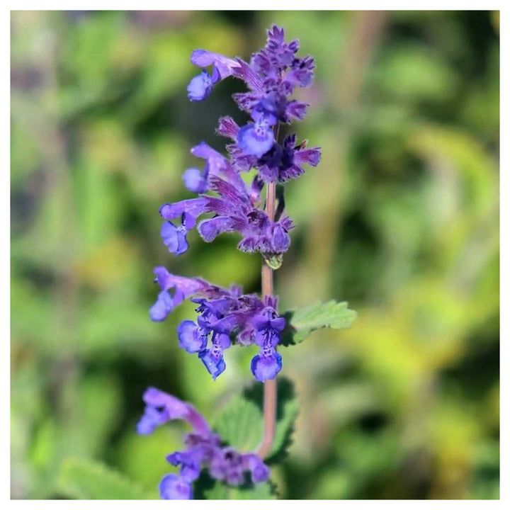 Nepeta Racemosa Flower Seeds for Planting – Heirloom, Non-GMO, High Germination Organic Garden Seeds | Neera Seeds product photo [neera-v4-9b90f594a9722c37e862]