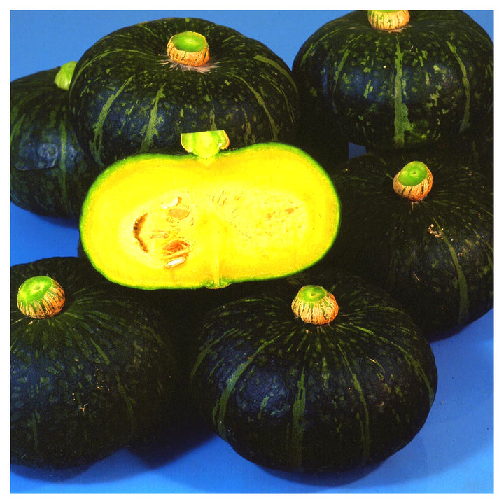 Japanese Kabocha Squash I Kurinishiki I Asian Pumpkin Heirloom Non Gmo Flower Seeds Home Garden | Neera Seeds product photo [neera-v4-9b99700a17d25cadfd8f]