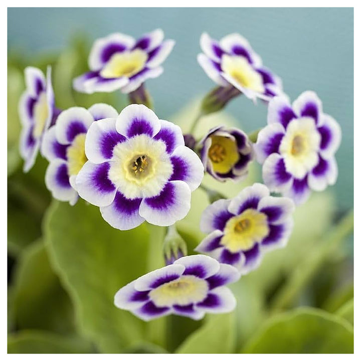 Purple Primrose Flower Seeds – Heirloom Non-GMO Seeds for Planting | High Germination Organic Garden Seeds | Neera Seeds product photo [neera-v4-9ba3c8cf19bbf04b74af]