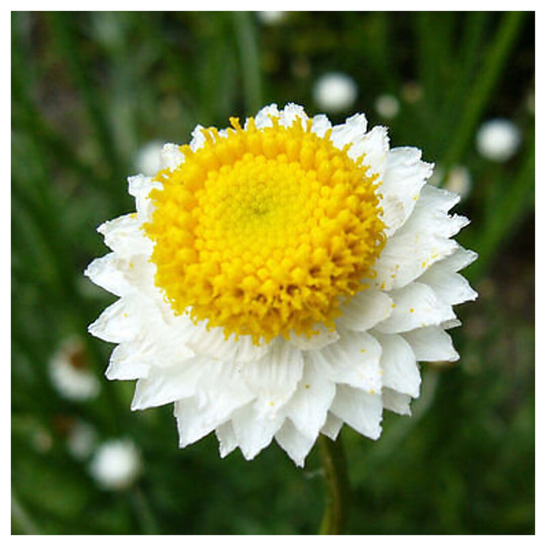 Winged Everlasting (Ammobium alatum) Flower Seeds for Planting – Heirloom, Non-GMO, Papery Blooms for Dried Floral  | Neera Seeds product photo [neera-v4-9bb0397f1e76bbda0e9f]