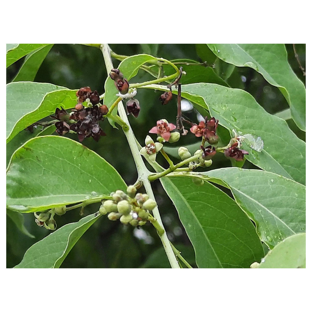 Santalum Album Plant Seeds – Heirloom Non-GMO Seeds for Aromatic Garden | Neera Seeds product photo [neera-v4-9bb363fe0787eb491742]