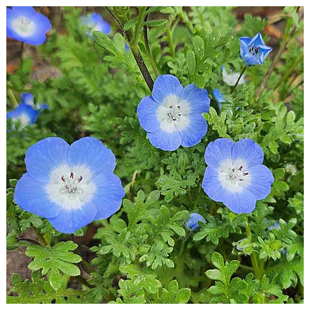Nemophila menziesii (Baby Blue Eyes) Flower Seeds for Planting – Heirloom & Non-GMO Cool-Season Blooms for Borders  | Neera Seeds product photo [neera-v4-9bbe83d53951e0938bda]