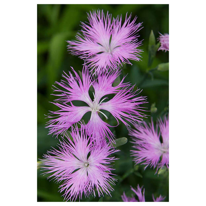 Heirloom Non-GMO Dianthus Superbus Flower Seeds for Fragrant Garden Blooms and Delicate Displays | Neera Seeds product photo [neera-v4-9bbea61c69cd1337245c]