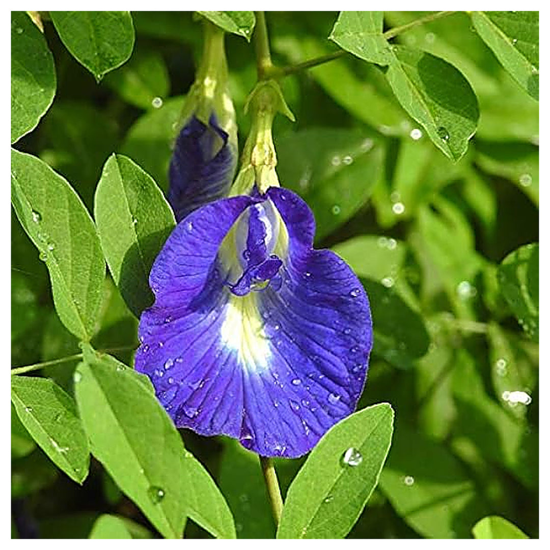 Heirloom Non-GMO Coral Pea Flower Seeds for Planting – Vibrant Climbing Blooming Seeds, High Germination | Neera Seeds product photo [neera-v4-9bdd9525c4be78d42165]