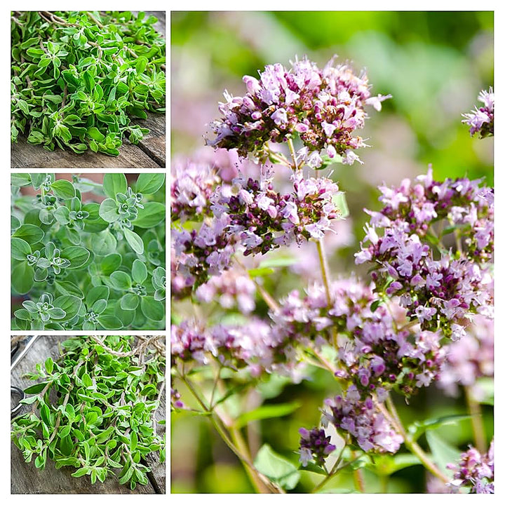 Sweet Marjoram Herb Seeds for Planting – Heirloom, Non-GMO Seeds for Culinary and Medicinal Herb Gardens | Neera Seeds product photo [neera-v4-9bde537ae61a83facfe5]