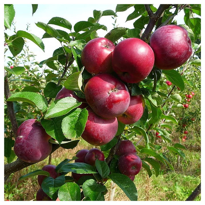 Burgundy Apple Fruit Seeds for Planting – Grow Flavorful Burgundy Apples in Your Yard, Heirloom &amp; Non-GMO Seeds | Neera Seeds product photo [neera-v4-9bdf9c6cd5e9f38ba51a]