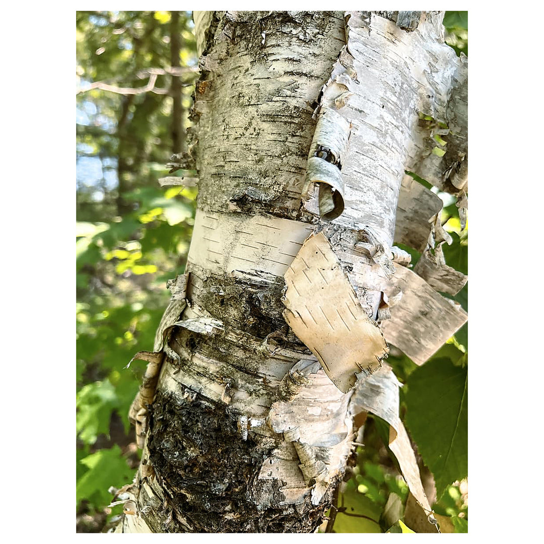 Paper Birch Tree For Planting Flower Seeds for Home Garden Planting, Vibrant Organic Blooming | Neera Seeds product photo [neera-v4-9beb3b1228f683eabe37]