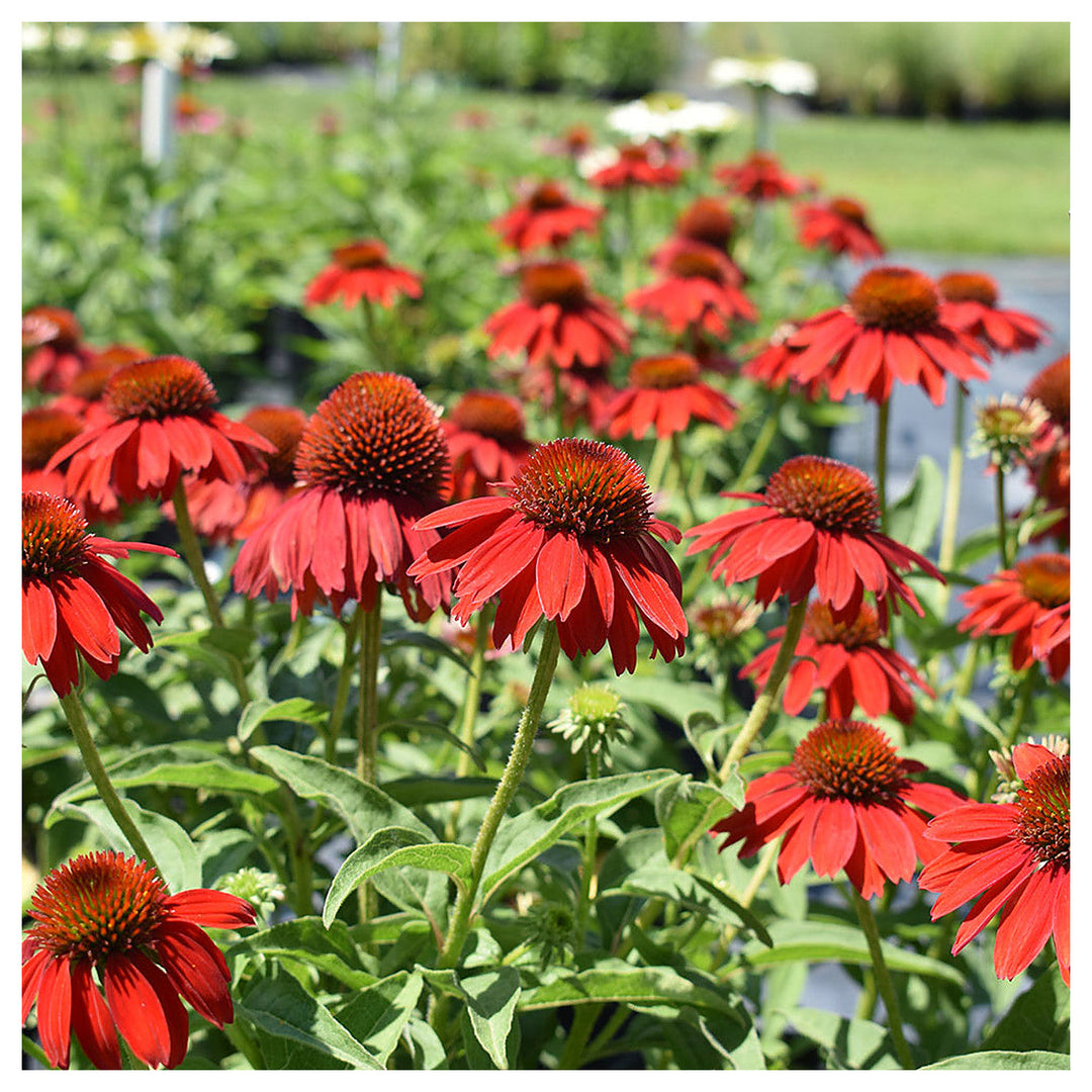 Red Echinacea Coneflower Seeds – Heirloom, Non-GMO, High Germination Organic Garden Seeds for Planting | Neera Seeds product photo [neera-v4-9befbeedfe737a94b48e]