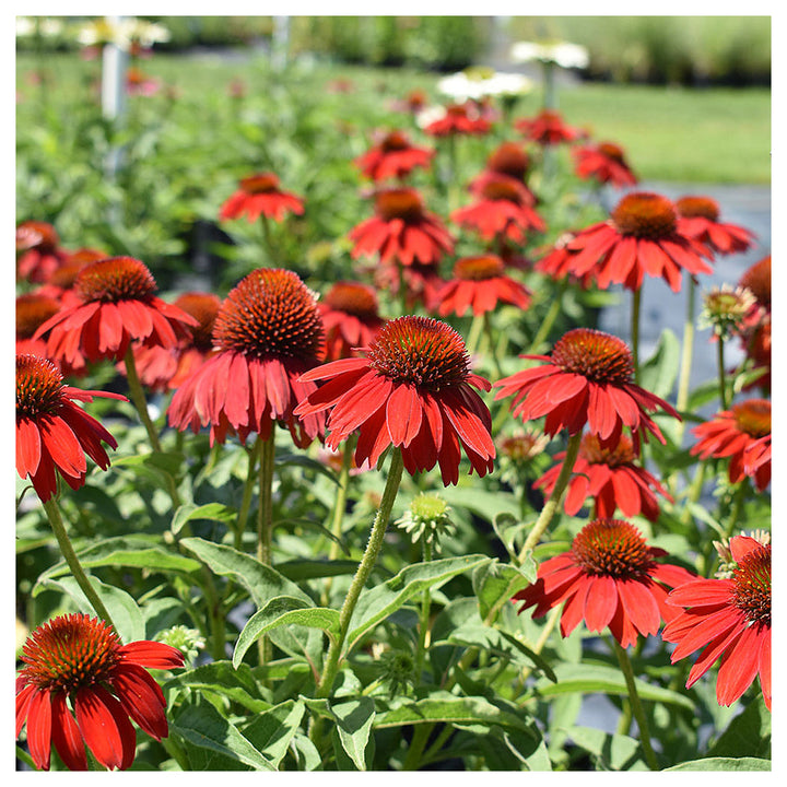 Red Echinacea Coneflower Seeds – Heirloom, Non-GMO, High Germination Organic Garden Seeds for Planting | Neera Seeds product photo [neera-v4-9befbeedfe737a94b48e]