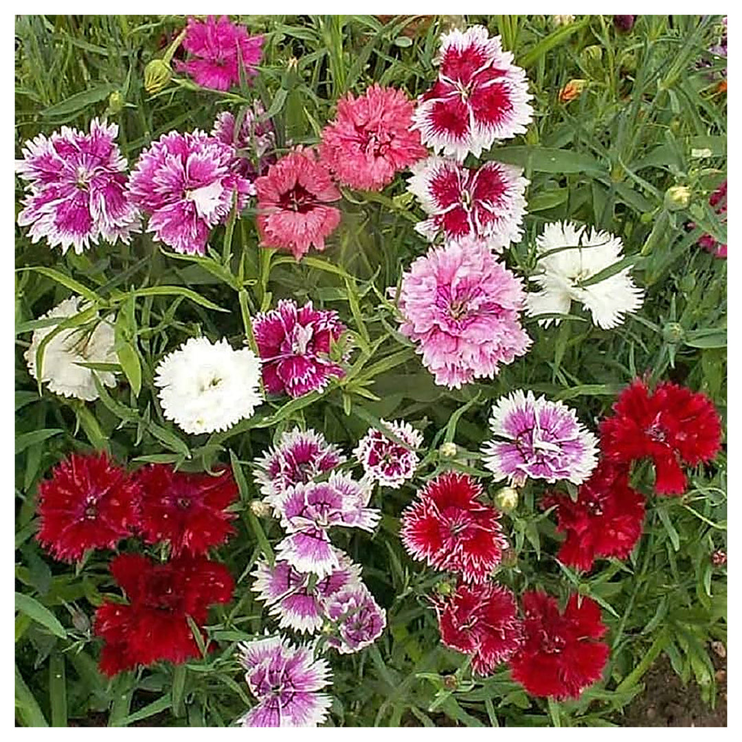 Mixed Dianthus Sonata Flower Seeds for Planting - Heirloom Non-GMO High Germination Organic Garden Seeds | Neera Seeds product photo [neera-v4-9bf40606c596e4936c4a]