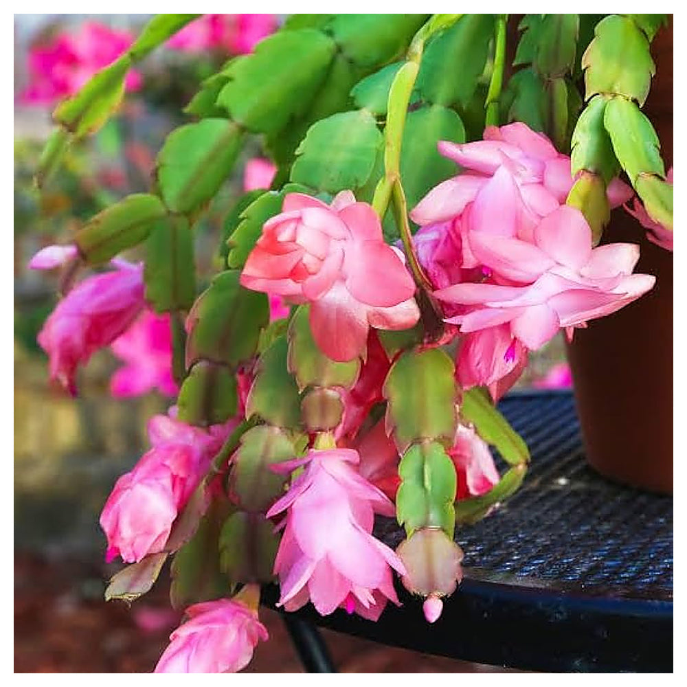 White Pink Zygocactus Truncatus Flower Seeds – Heirloom Non-GMO High Germination Seeds for Planting Garden Blooms | Neera Seeds product photo [neera-v4-9c032f61fb353e358e83]