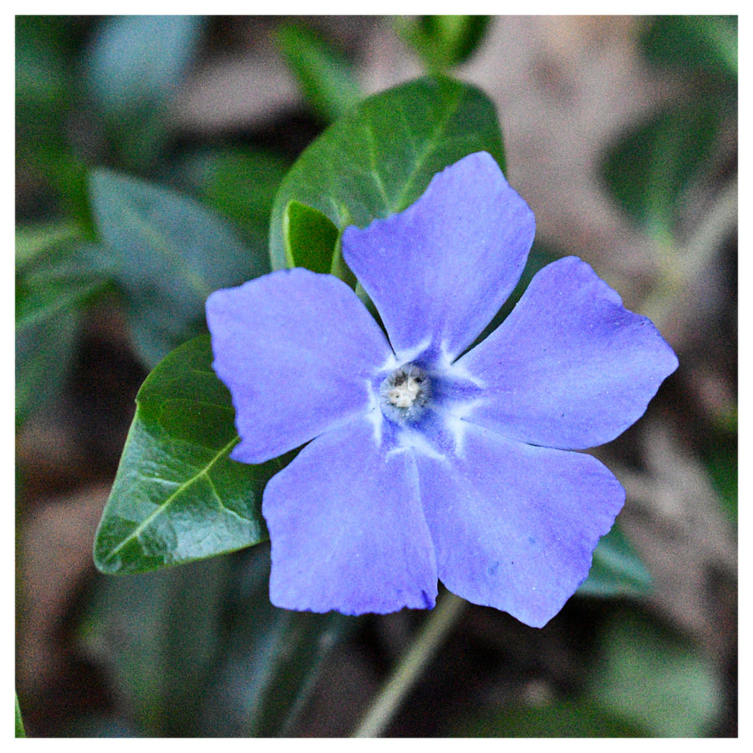 Sky Blue Vinca Flower Seeds for Planting – Heirloom, Non-GMO, High Germination Organic Garden Seeds | Neera Seeds product photo [neera-v4-9c128558cd2d1816aac3]