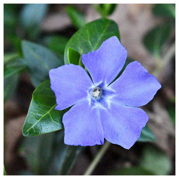 Sky Blue Vinca Flower Seeds for Planting – Heirloom, Non-GMO, High Germination Organic Garden Seeds | Neera Seeds product photo [neera-v4-9c128558cd2d1816aac3]
