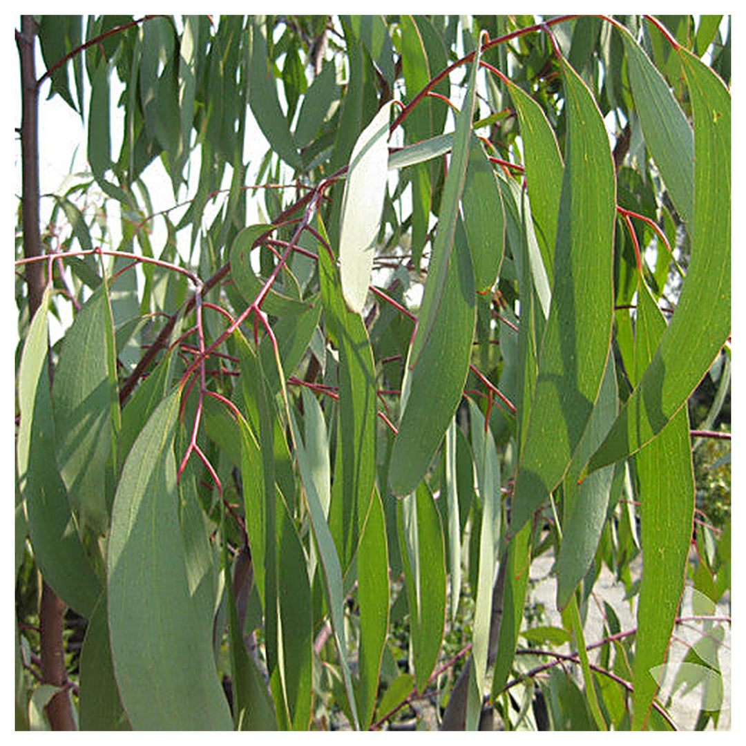 Green Snow Gum Seeds (Eucalyptus Pauciflora) for Planting – Heirloom, Non-GMO, High Germination Organic Garden Seed | Neera Seeds product photo [neera-v4-9c230c5bc9b902ff5501]