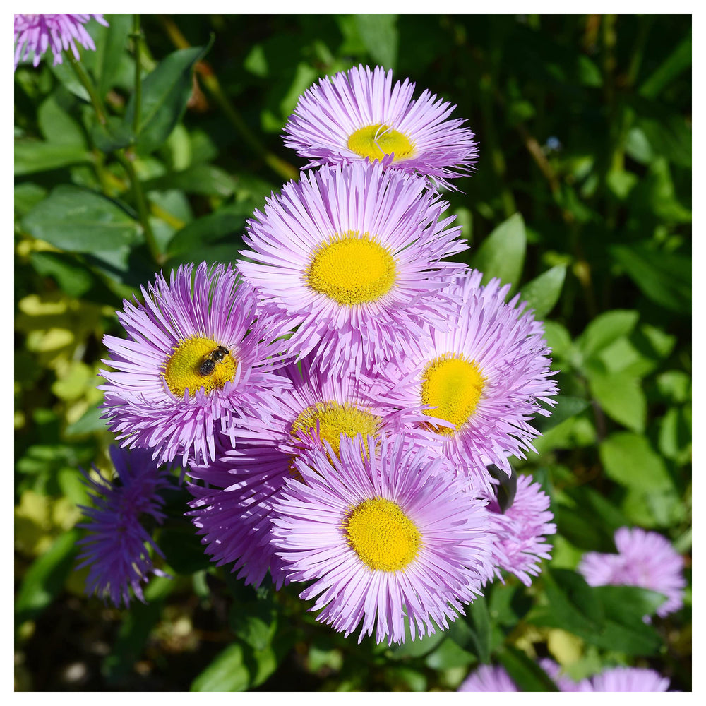 Purple Erigeron Flower Seeds for Planting – Drought-Tolerant Perennial Blooms | Neera Seeds product photo [neera-v4-9c2541f942e7961356e4]