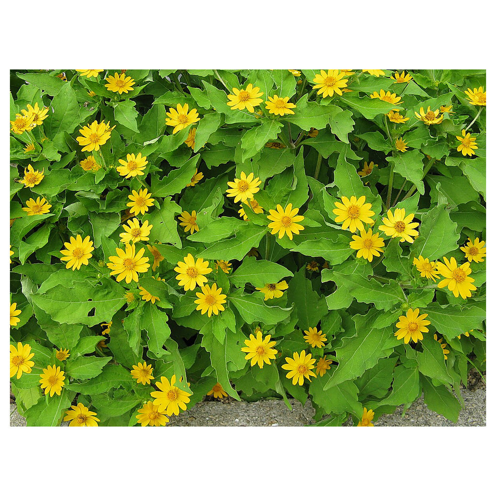Heirloom Non-GMO Melampodium Paludosum Flower Seeds for Planting – Bright Compact Blooms for Garden Borders | Neera Seeds product photo [neera-v4-9c336a6e7655ff3e189b]