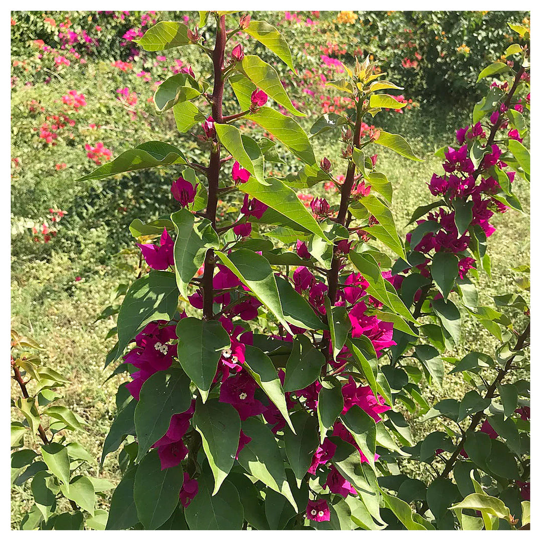 Torch Glow Bougainvillea Flower Seeds for Planting | Heirloom, Non-GMO, Organic Garden Seeds with High Germination | Neera Seeds product photo [neera-v4-9c352d6341d8dd6fcfd9]