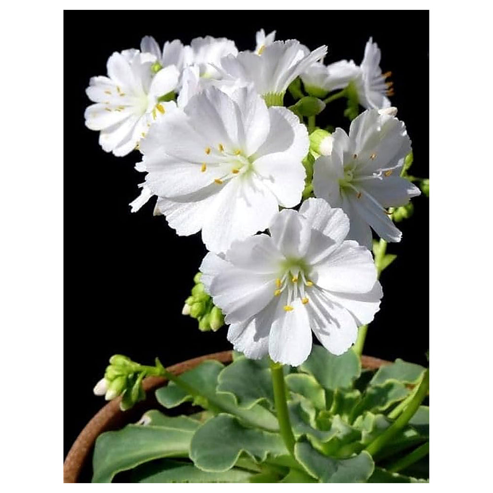White Nevada Lewisia Flower Seeds for Planting – Perennial Rock Garden Blooms | Neera Seeds product photo [neera-v4-9c39e68b45b7151feb6a]