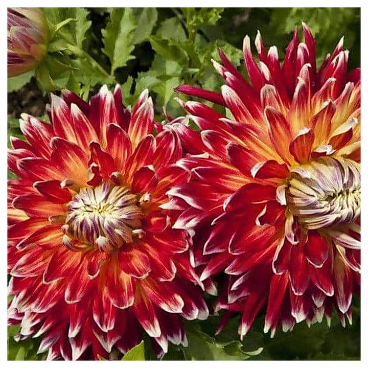 Akita Dahlia Red Flower Seeds – Heirloom, Non-GMO, High Germination Organic Garden Seeds for Planting | Neera Seeds product photo [neera-v4-9c3be3587ac7f9684d61]