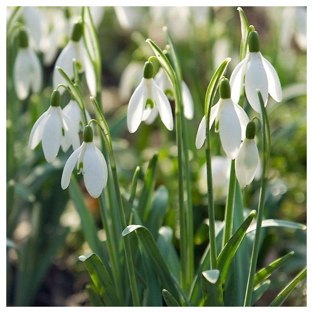 Organic Galanthus Flower Seeds White for Planting – Heirloom, Non-GMO | Neera Seeds product photo [neera-v4-9c3e086beffff10742a8]