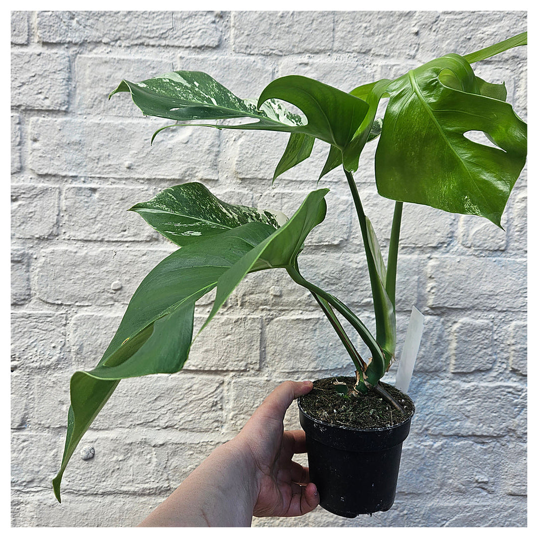 Heirloom Variegata Plant Seeds, Non-GMO Decorative Foliage Seeds for Unique Garden Planting | Neera Seeds product photo [neera-v4-9c414323e6d281ac738f]