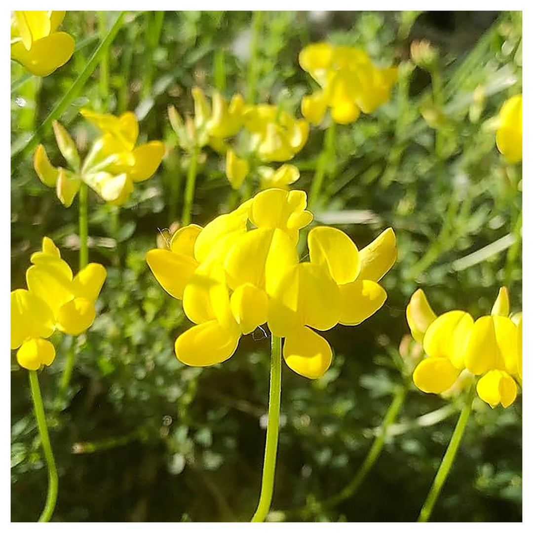 Trefoil Lotus Corniculatus Birds Foot Flower For Planting Pollinator Friendly Ground Cover For | Neera Seeds product photo [neera-v4-9c45eafdbce4cb4e5092]