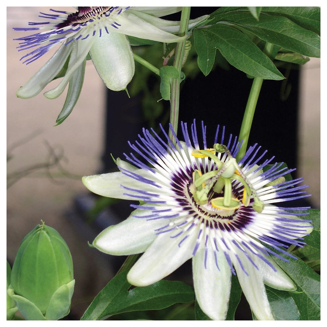 Sky Blue White Passion Flower Seeds for Planting – Organic, Heirloom, Non-GMO Seeds | Neera Seeds product photo [neera-v4-9c4d7293eb6dc8470282]