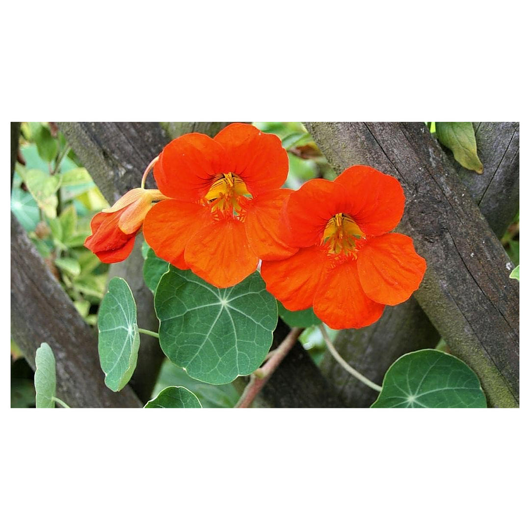 Dark Orange Nasturtium Flower Seeds for Planting – Heirloom, Non-GMO, High Germination Organic Garden Seeds | Neera Seeds product photo [neera-v4-9c4f123fe1c9b1a0523c]