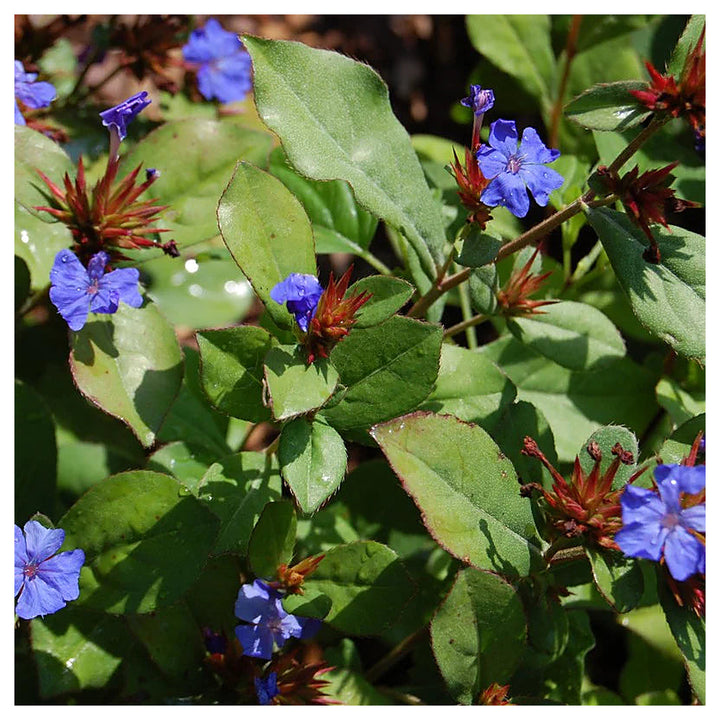 Ceratostigma Plumbaginoides Flower Seeds – Non-GMO, Heirloom Seeds for Garden Planting | Neera Seeds product photo [neera-v4-9c51ee4aef405e72fe7b]