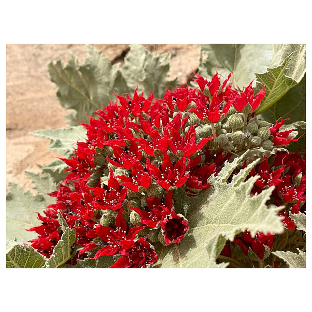 Glossostemon bruguieri (Moghat) Seeds – Heirloom, Non-GMO, High Germination Organic Garden Seeds for Planting | Neera Seeds product photo [neera-v4-9c579b08416691b6f8d6]
