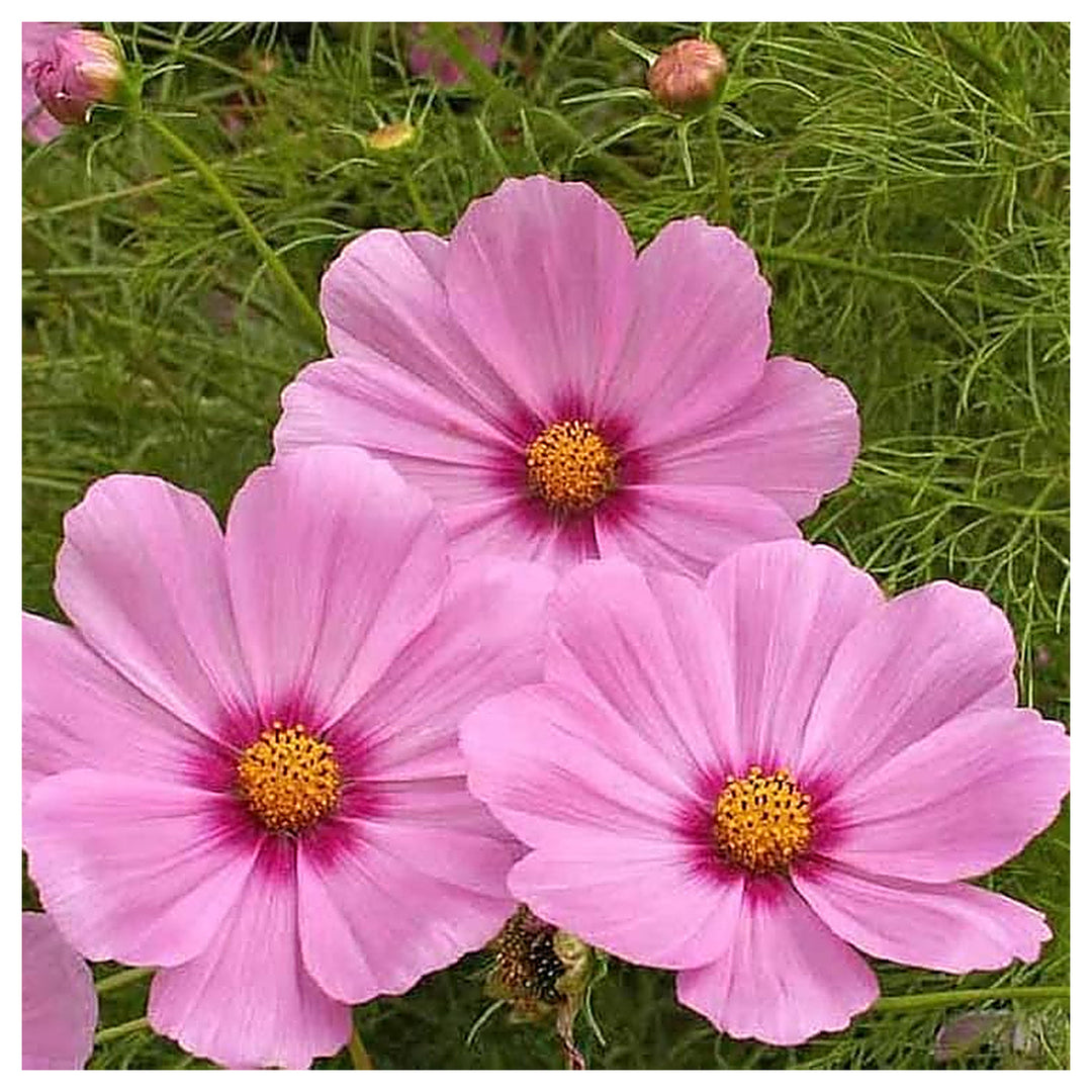 Cosmos Gloria Cosmos Bipinnatus Flower Seeds for Home Garden Planting, Vibrant Organic Blooming | Neera Seeds product photo [neera-v4-9c5b7286da6901151932]