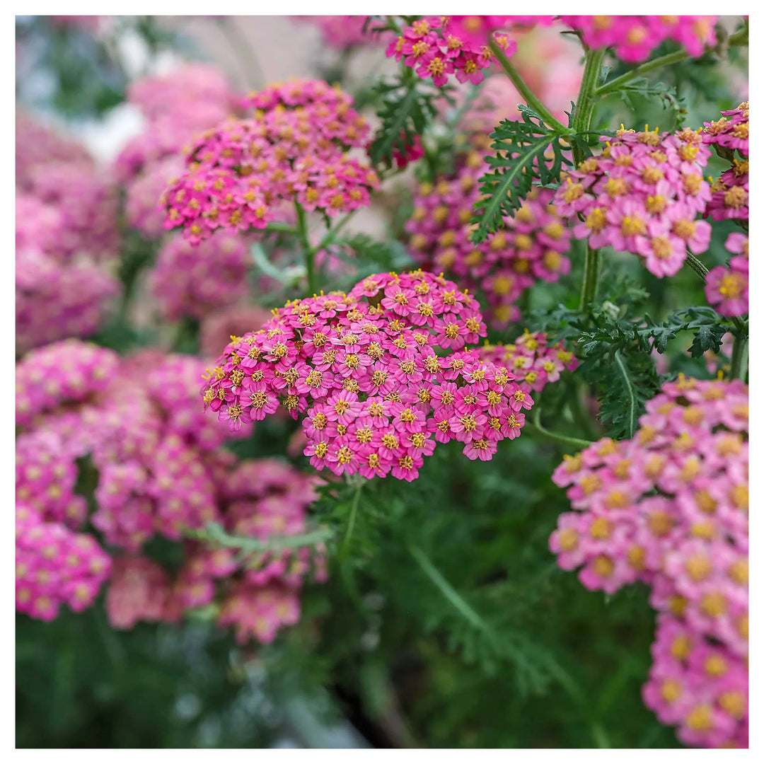 Heirloom Pink Yarrow Flower Seeds for Planting – Non-GMO, Vibrant Color Blooms | Neera Seeds product photo [neera-v4-9c602a7592847079bf00]