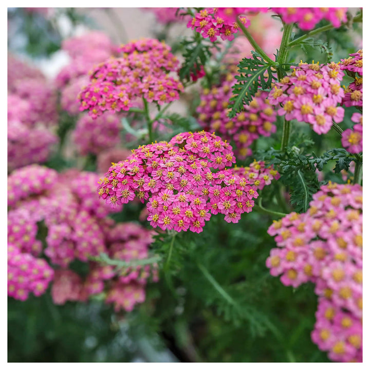 Heirloom Pink Yarrow Flower Seeds for Planting – Non-GMO, Vibrant Color Blooms | Neera Seeds product photo [neera-v4-9c602a7592847079bf00]