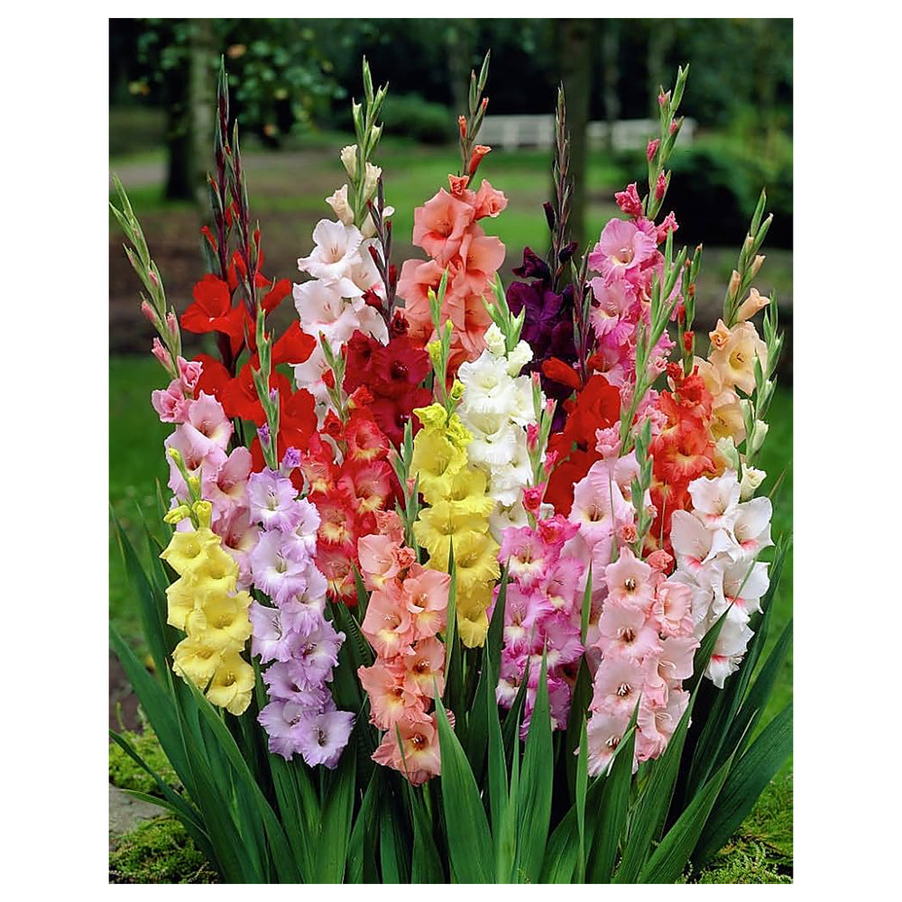 Heirloom Non-GMO Gladiolus Flower Seeds for Planting – Vibrant Summer Blooms | Neera Seeds product photo [neera-v4-9c64782c5a0833c783c5]
