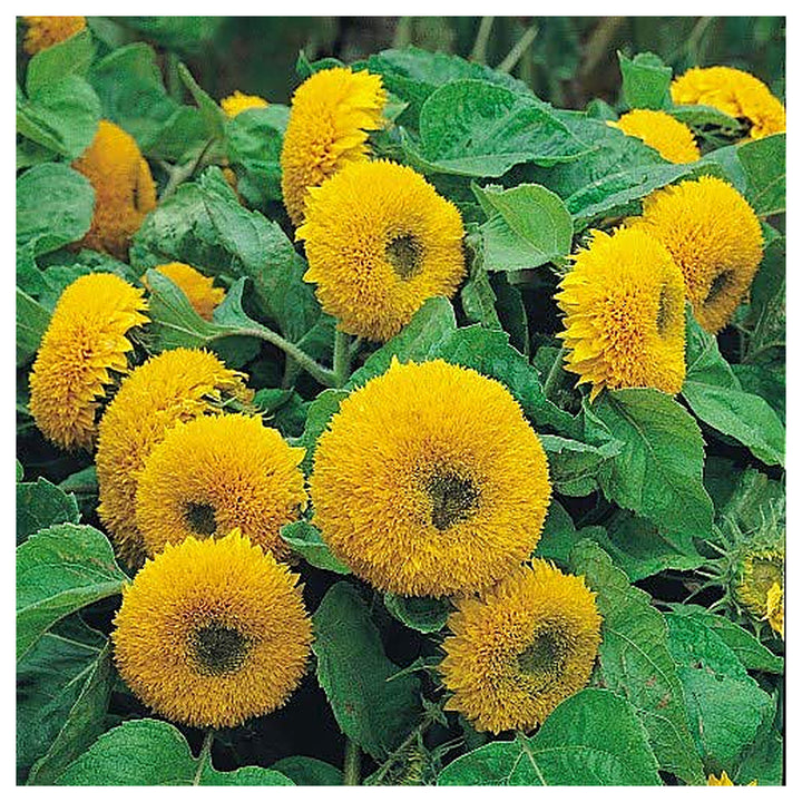 Heirloom Non-GMO Teddy Sunflower Flower Seeds for Planting – Fluffy Dwarf Garden Blooms, High Germination | Neera Seeds product photo [neera-v4-9c6e921775b6f29890f2]