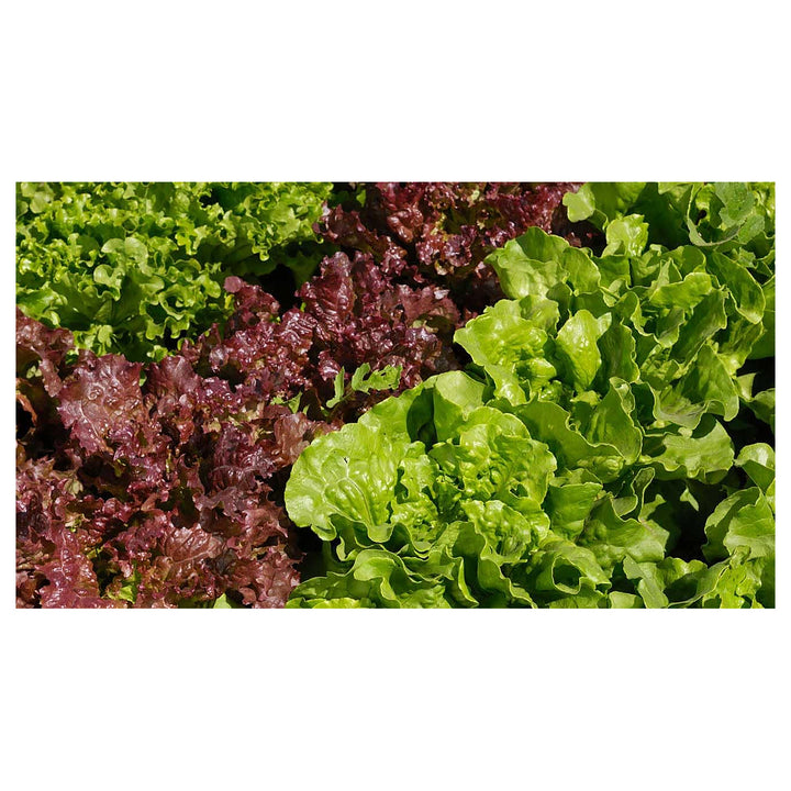 Heirloom Non-GMO Romaine Lettuce Leaf Seeds for Planting – High Germination Organic Vegetable Garden Seeds | Neera Seeds product photo [neera-v4-9c7c61bfb52143a6c23e]