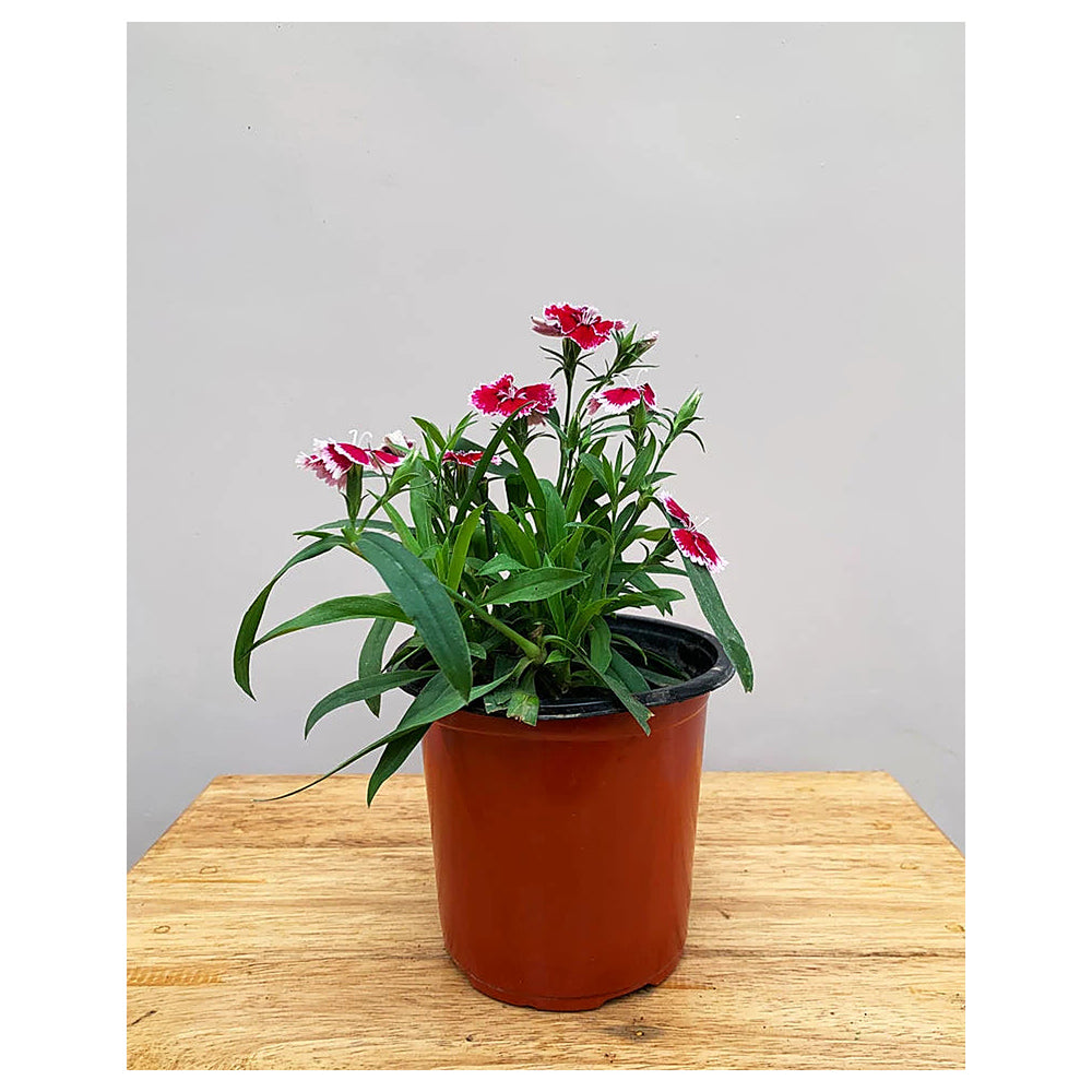 Organic Purple White Dianthus Flower Seeds for Planting – Heirloom, Non-GMO | Neera Seeds product photo [neera-v4-9c8e53466cfc0ac76109]