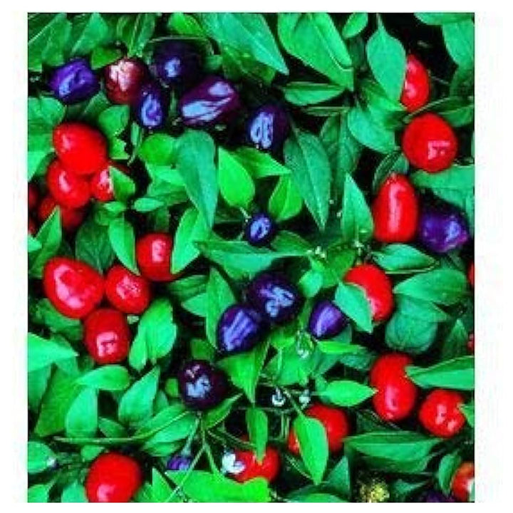 Hot Ornamental Filius Pepper Seeds for Planting – Heirloom, Non-GMO, High Germination Organic Garden Seeds | Neera Seeds product photo [neera-v4-9c9c65aea500d986086a]
