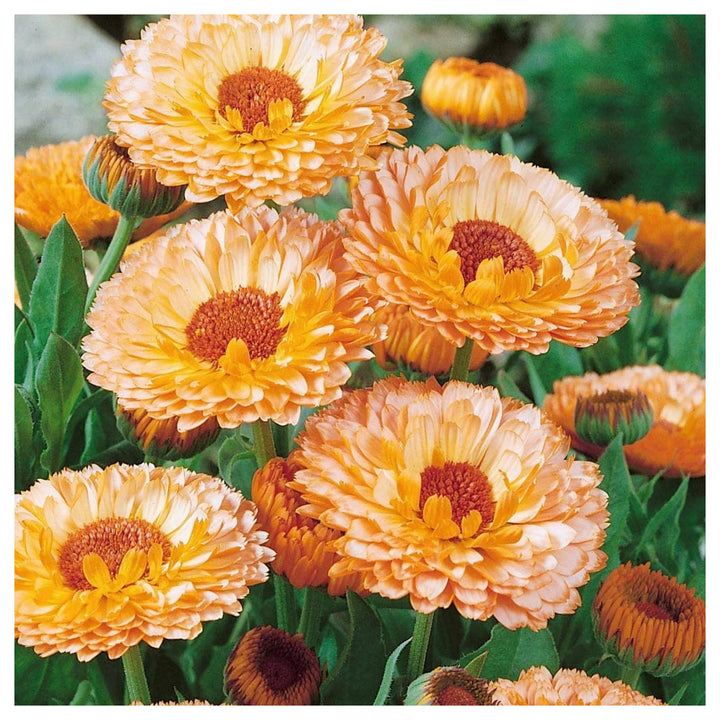 Heirloom Pink Marigold Flower Seeds - Non-GMO, High Germination Organic Garden Seeds for Planting Vibrant Blooms | Neera Seeds product photo [neera-v4-9ca3c3130317ebb47911]