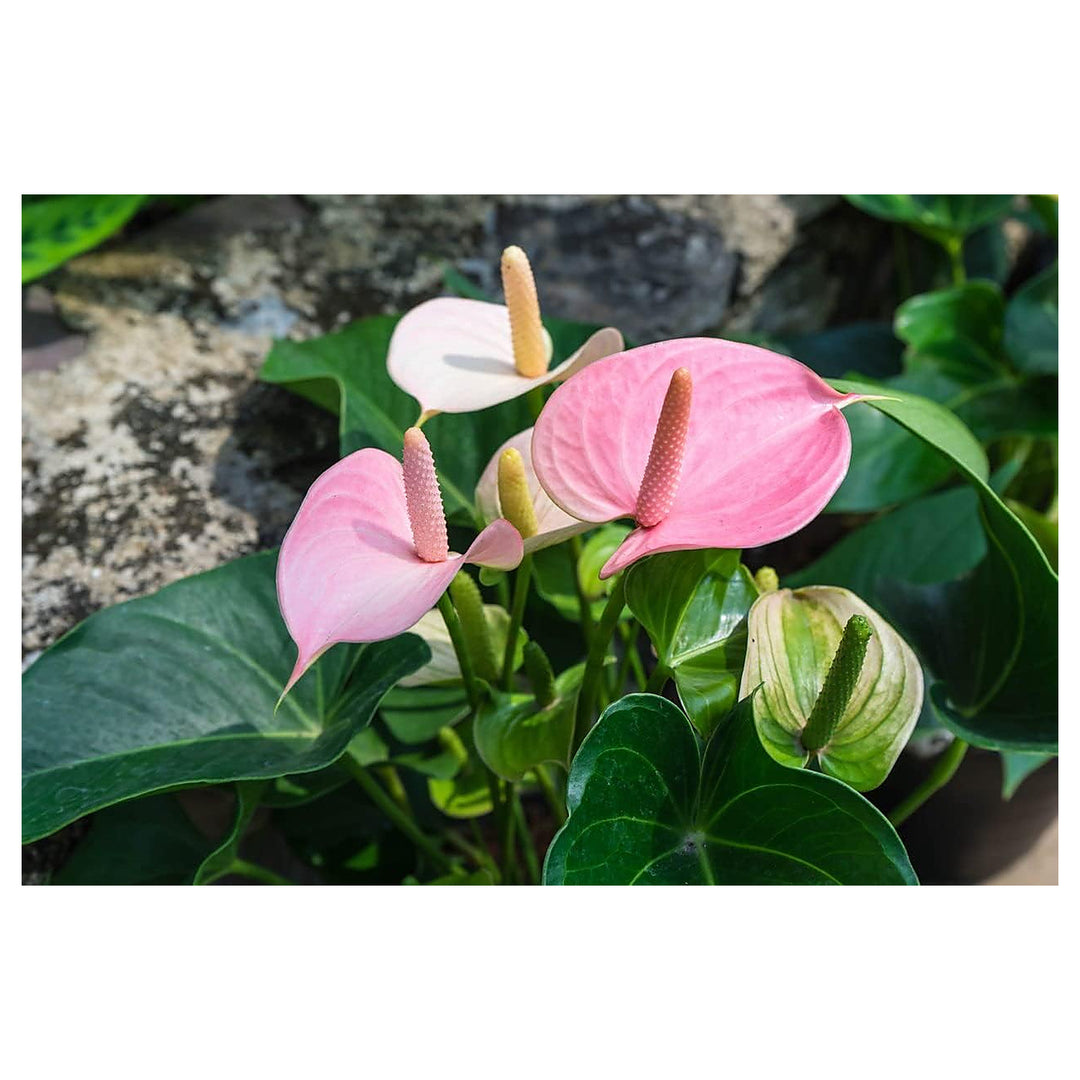 Heirloom Non-GMO Anthurium Flower Seeds for Planting – Baby Pink Exotic Blooms, High Germination Organic Garden See | Neera Seeds product photo [neera-v4-9cb6e54b1b9930e1ad66]