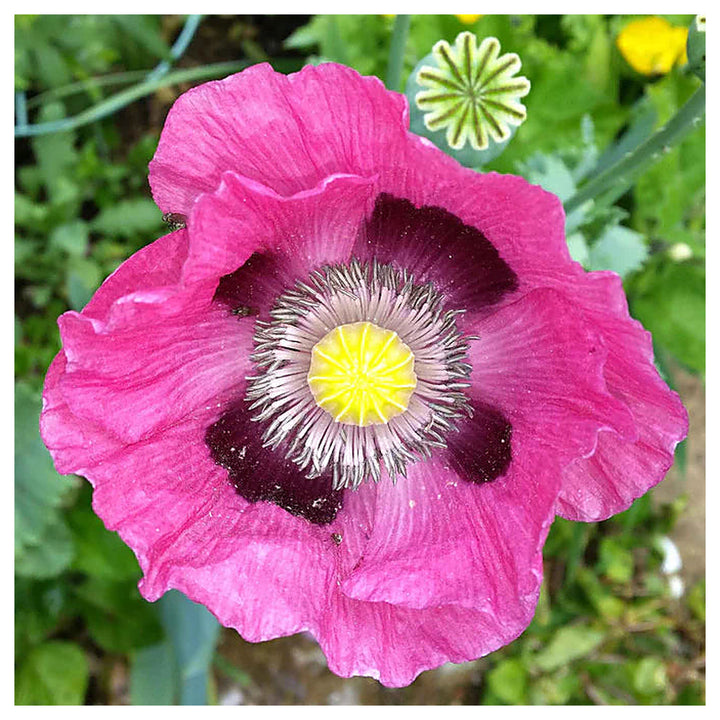 Pepperbox Flower Seeds for Planting – Heirloom, Non-GMO, High Germination Organic Garden Seeds | Neera Seeds product photo [neera-v4-9cbac9ea70a0dc02287c]