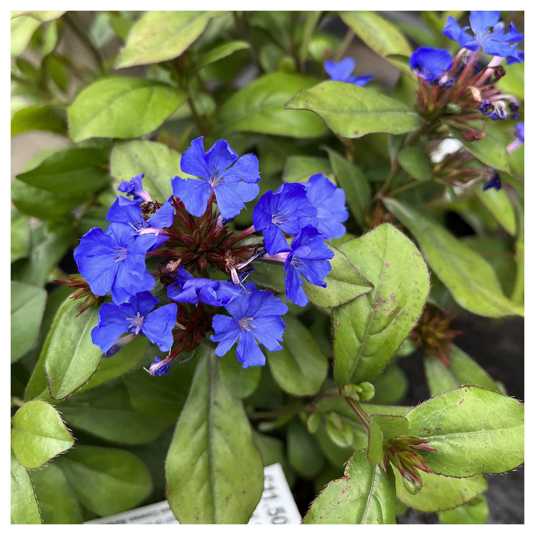 Ceratostigma Plumbaginoides Flower Seeds – Non-GMO, Heirloom Seeds for Garden Planting | Neera Seeds product photo [neera-v4-9cce6b954f494258ade0]