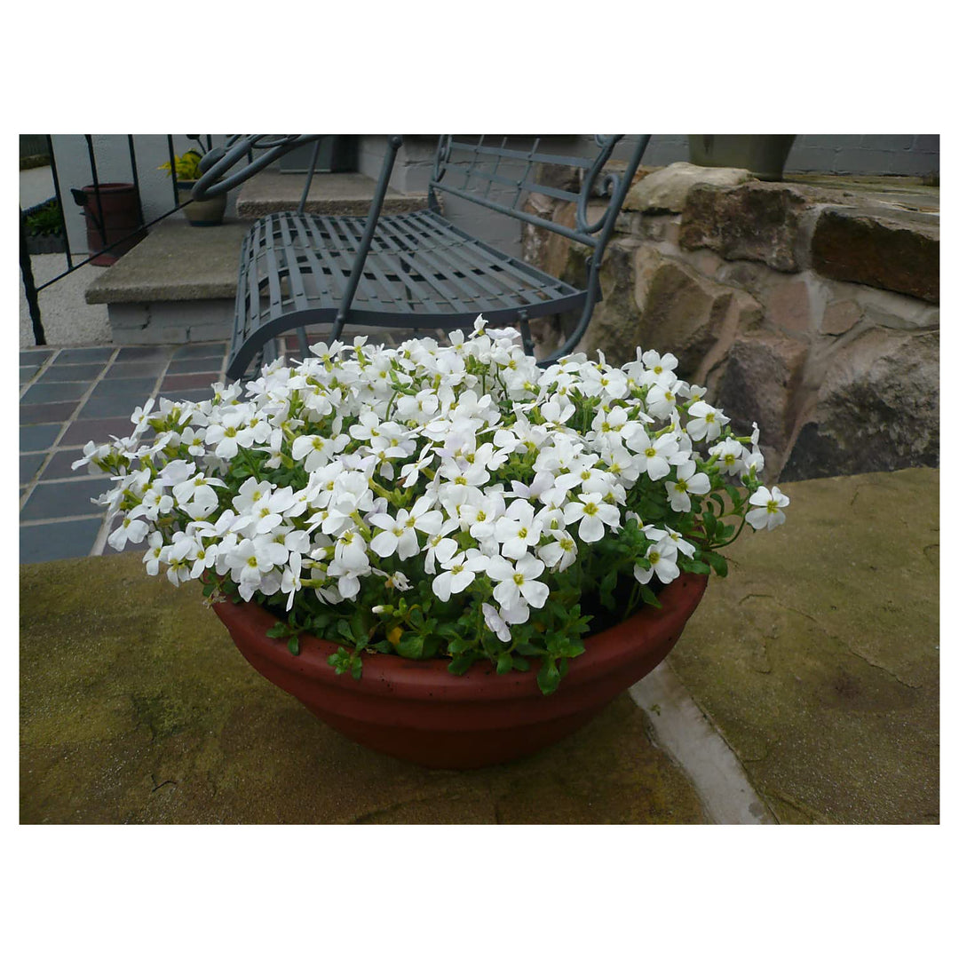 White Aubrieta Cultorum Heirloom Non-GMO Seeds for Planting – High Germination Organic Garden Seeds for Ground Cove | Neera Seeds product photo [neera-v4-9ccf9d10c1fcc48890a5]