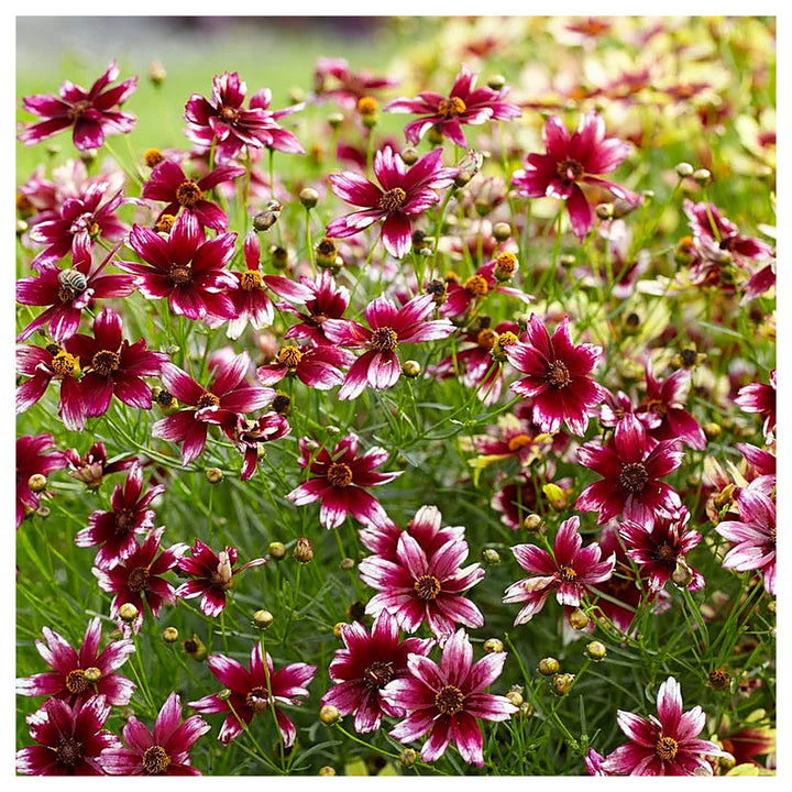 Heirloom Non-GMO Berry Chiffon Coreopsis Flower Seeds for Planting – Organic Garden Seeds with High Germination | Neera Seeds product photo [neera-v4-9cd16e39723565b0a15d]