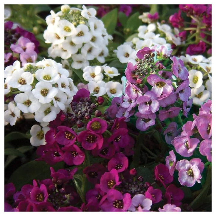 Heirloom Alyssum Flower Seeds for Planting – Non-GMO High Germination Organic Garden Blooms | Neera Seeds product photo [neera-v4-9cd7898a65ea32c7afc4]
